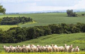 Valor da Produção Agropecuária é previsto em R$ 1,249 trilhão para 2023