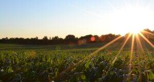 Valor Bruto da Produção Agropecuária de 2023 é atualizado em R$ 1,135 trilhão