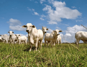 China retoma importação de carne bovina do Brasil, que foca novas autorizações