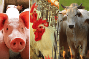 Dados preliminares do desempenho de frango, boi gordo e suíno vivo em março e no 1º trimestre de 2023