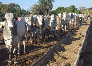 Aumento no volume de bovinos confinados reflete fortalecimento da pecuária intensiva