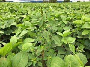 Embrapa Pecuária Sul apresenta tecnologias para melhorar produtividade na agropecuária na Expodireto