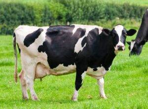 Secagem seletiva pode ser usada em vacas de alta produção?