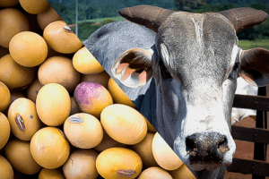 Soja e carne bovina seguram ritmo das exportações do agro no 1º trimestre