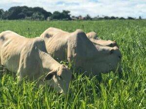 Preço futuro do boi gordo projeta início de 2024 acima de R$250 por arroba