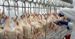 Após recordes em março, exportação de carne de frango começa abril em ritmo intenso