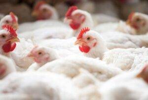 Menor oferta eleva preço da carne de frango em novembro