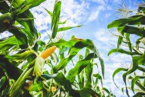 Clima benéfico mantém expectativas positivas para safra de milho no Brasil