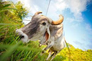 Fim das restrições do Catar à importação de carne bovina brasileira em razão do caso de EEB atípica no Pará