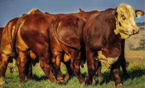 Programa de Recuperação de Crédito concede desconto de 80% para quitação de débitos a agricultores