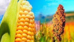 Milho e Sorgo: Novas cultivares com potencial produtivo elevado chegam ao mercado