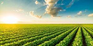 Brasil pode ser o fiel da balança no campo do comércio agrícola