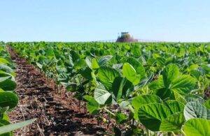 Estados do Brasil avançam no plantio da soja; chuvas beneficiam a semeadura