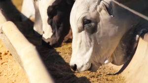 Confinamento de gado bovino cresce 11% em 2024: o que isso significa?