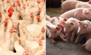 Custos de produção de frangos de corte e de suínos sobem em setembro