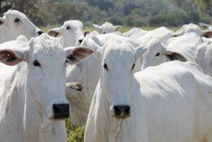 Preço do boi gordo se recupera em agosto, quebra recordes de exportação