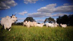 Manejo de baixo estresse beneficia a inseminação artificial