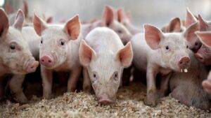 Carne suína: exportações batem recorde em fevereiro com 114 mil toneladas