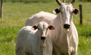 Abate recorde de vacas ajuda a reduzir inflação no Brasil