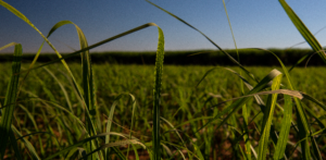 Comissão da Câmara aprova mudança no financiamento do seguro rural
