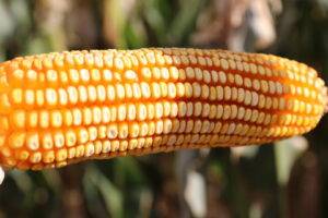 Plantio do milho ganhou ritmo na última semana, mas ainda há riscos para produtividade