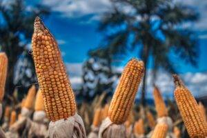MILHO/CEPEA: Demanda segue fraca, e Indicador recua 9% em abril