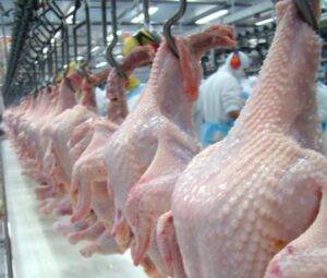 Completada metade do mês, exportações de carne de frango sinalizam o melhor setembro da história
