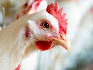 Quatro países anunciam fim das restrições ao frango brasileiro