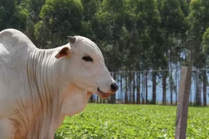 Preços do boi gordo já acumulam alta de 2% em setembro