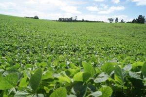 Crédito rural: desembolsos caem 25% no início do Plano Safra 25/26