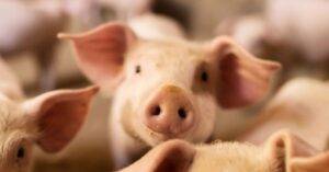Setembro: Exportação de carne suína alcança máxima histórica