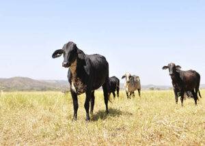 Diferença entre preços de bois magro e gordo diminui