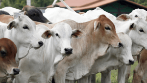 Preço do boi gordo é sustentado por aquecimento nas vendas de carnes