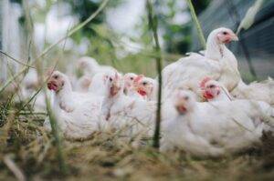 China: volume e receita gerada pelas importações de carne de frango aumentam mais de um terço em 2023