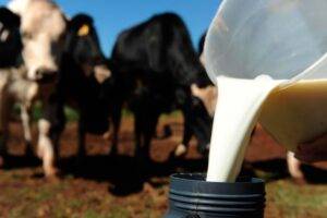 Oferta limitada sustentou o preço dos derivados lácteos em agosto