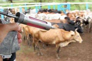Goiás: confira prazo para vacinação contra raiva e declaração de rebanho