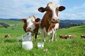 Nutriente da carne bovina e do leite pode auxiliar tratamento de câncer; entenda