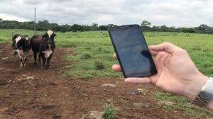 Aplicativo ajuda a calcular conforto térmico para vacas de leite