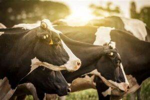 Produtores de leite devem ficar atentos à onda de calor
