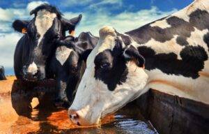 Estudo apresenta indicadores para consumo de água por vacas e para limpeza da ordenha por sistema de produção