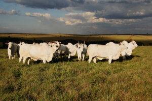 Mercado do Boi Gordo: Preço da vaca gorda registra aumento em São Paulo.