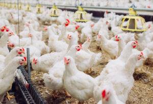 Em abril, poder de compra do frango abatido em relação ao milho atingiu o melhor patamar em sete meses