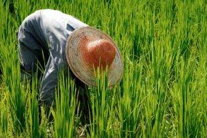 Salário no agro está aumentando