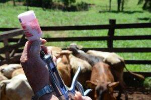 Brasil se torna livre de febre aftosa sem vacinação