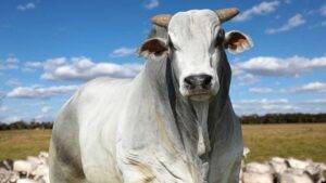 Estabilidade marca os preços do boi gordo, da vaca e da novilha em São Paulo