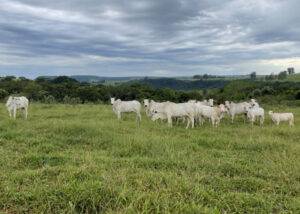Protocolo da Embrapa permite estimar produtividade e melhorar desempenho de pastagens