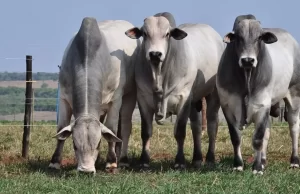 Cotações do boi gordo, “boi China” e vaca sobem em São Paulo