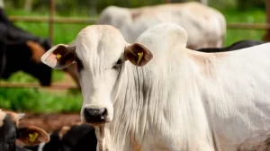 Ágio do preço futuro do boi gordo para outubro frente ao físico até agosto (14)