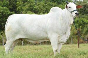 Alta na cotação da vaca em São Paulo
