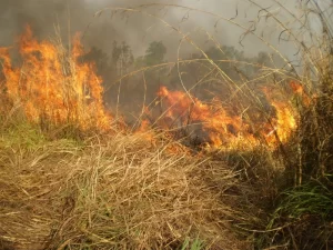 EXCLUSIVO: produtores afetados por incêndios poderão captar recursos do Renovagro